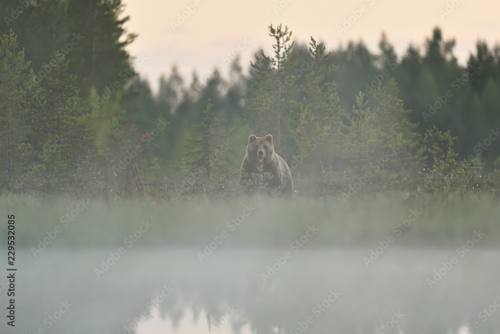 Naklejka premium Brown bear in the misty forest at summer night