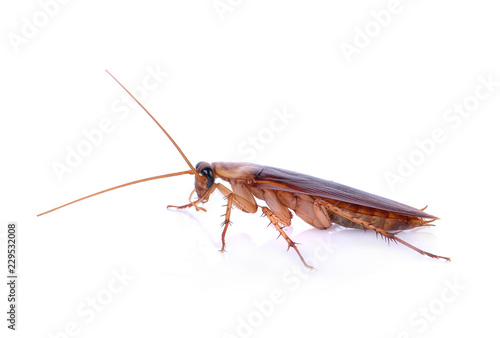 Cockroach isolated on a white background © anatchant