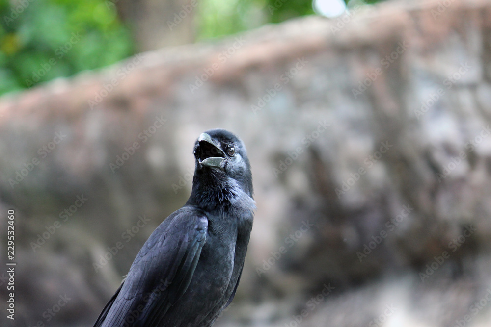 Obraz premium black bird animal nature