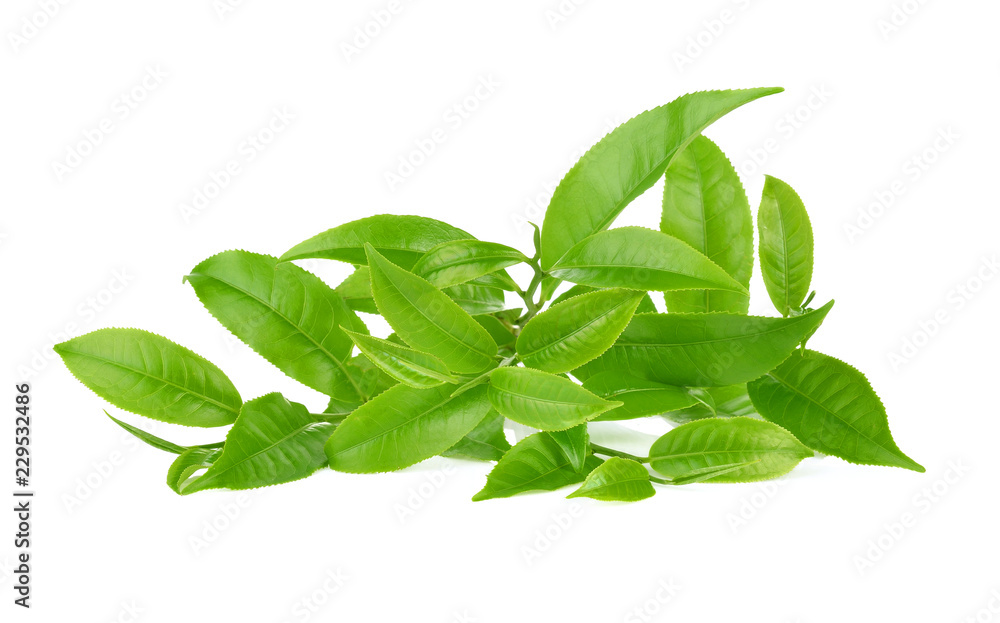 Green tea leaf isolated on white background Green tea leaf isolated on white background