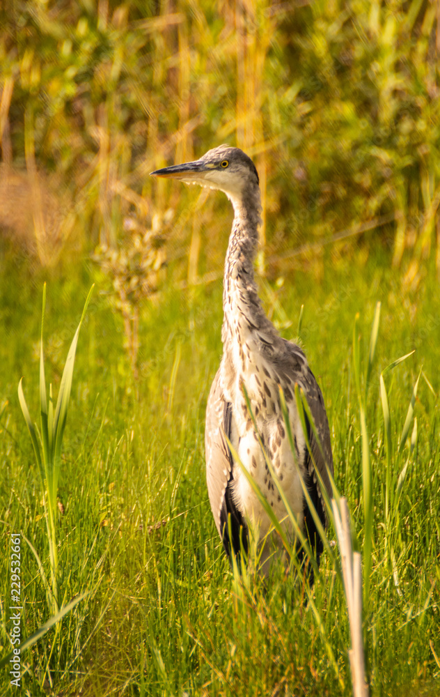 Grey heron (Ardea cinerea) close up standing in field in summer sun