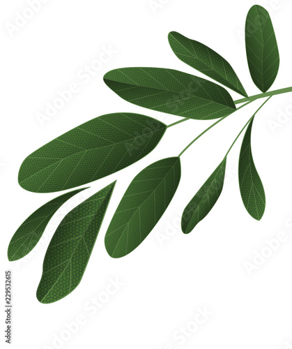 Vector illustration Green leaves, tropical forest plant isolated on white background
