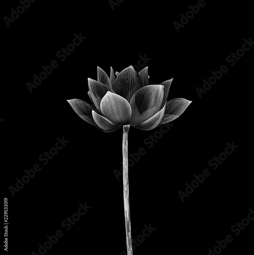 Lotus flower isolated on black background.