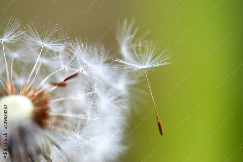 Fototapeta premium TARAXACUM, DIENTE DE LEÓN