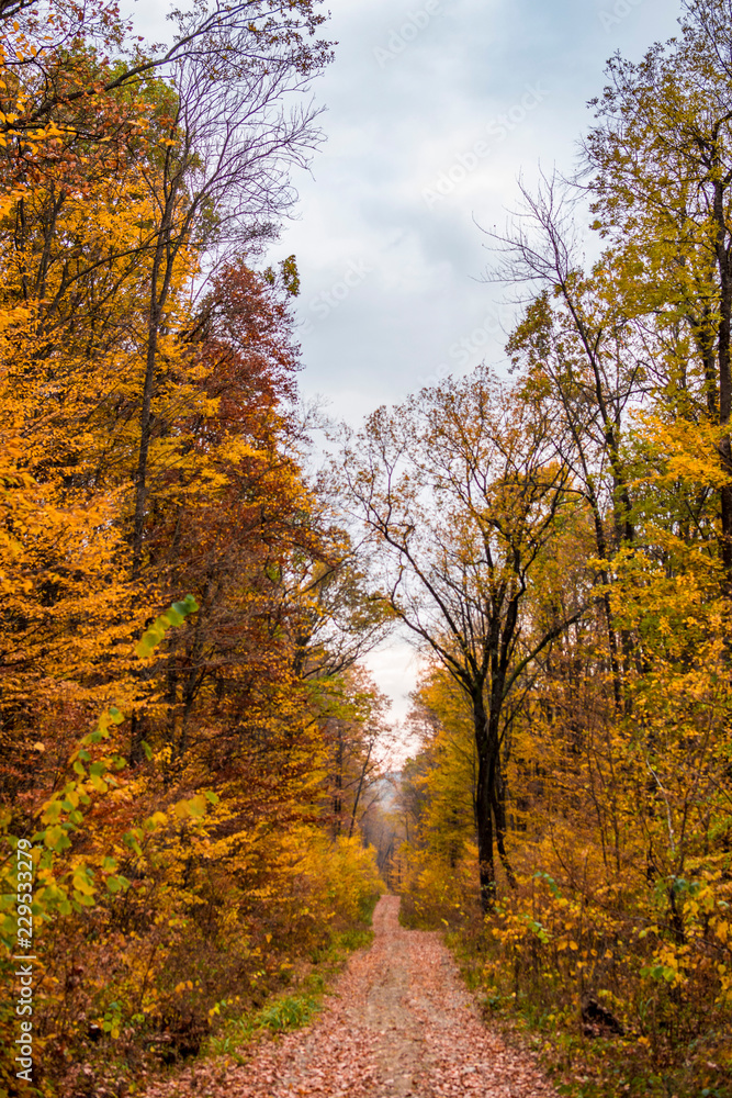 Artistic autumn forest photographs 