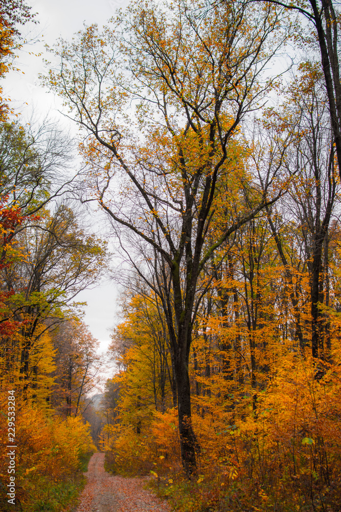 Artistic autumn forest photographs 