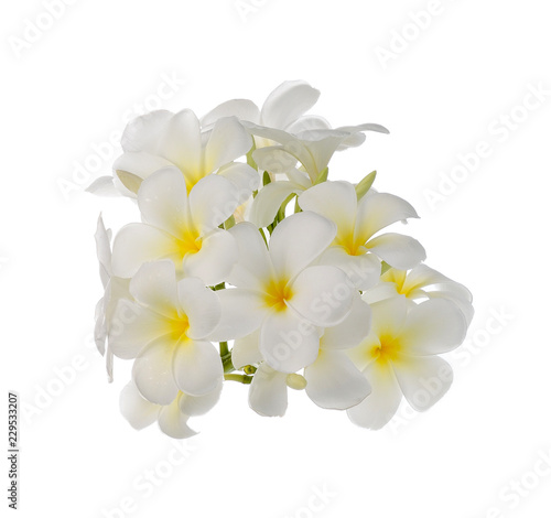 Frangipani flower  on white background.