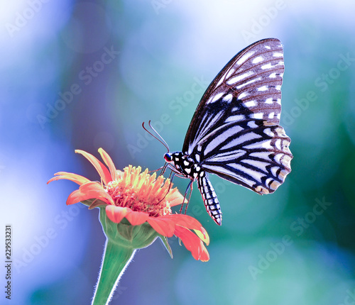 Butterfly on a flower