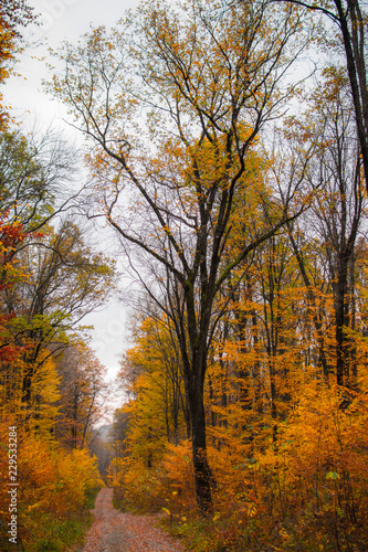 Artistic autumn forest photographs 