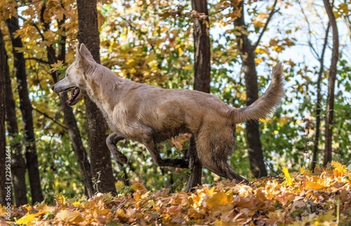 Siberian husky german shepherd mix dog in autumn forest © Ovidiu Moraru