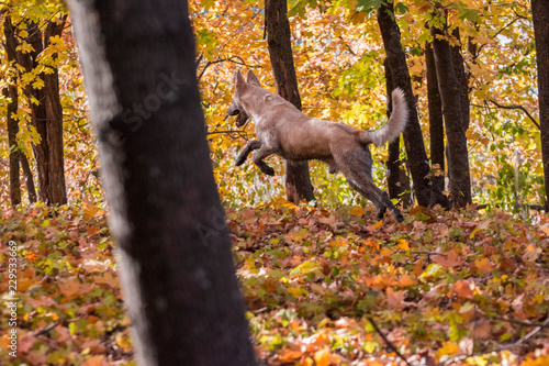 Siberian husky german shepherd mix dog in autumn forest