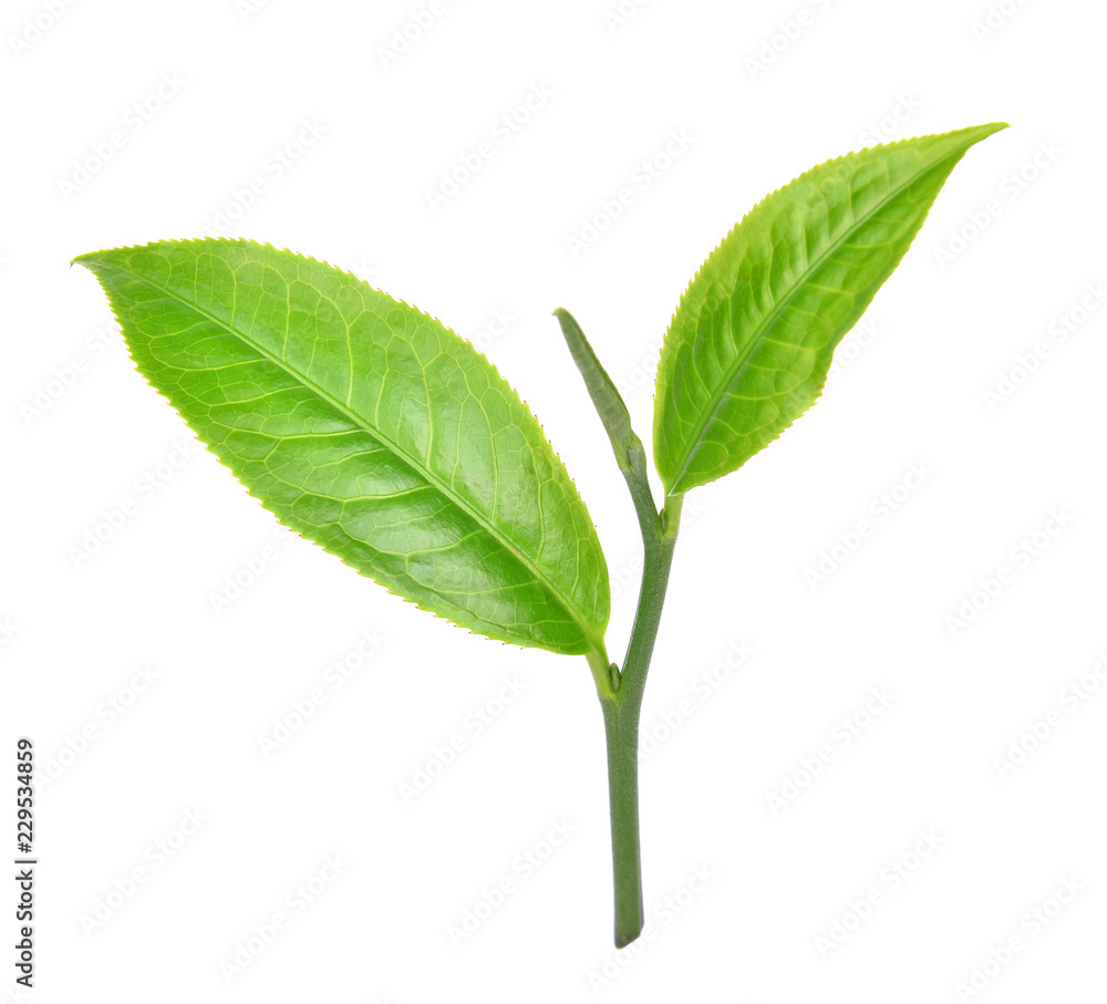 Green tea leaf on white background Green tea leaf on white background