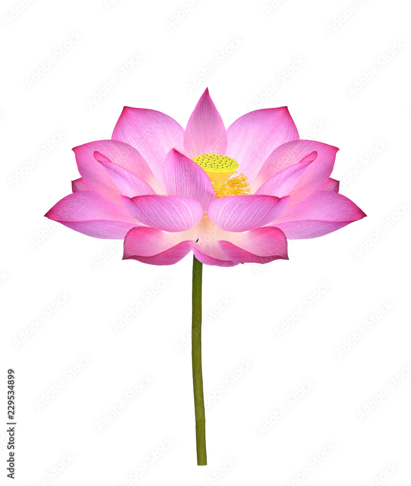 Lotus flower on white background. Lotus flower on white background.