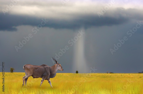 Eland amid a storm rain/ Eland amid a storm rain in Savannah Ngorongoro