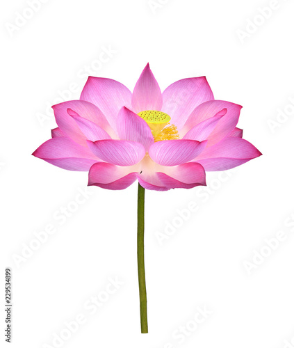 Lotus flower  on white background.