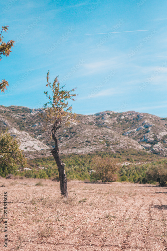 Fototapeta premium Detached tree on the background of the mountain in Provence