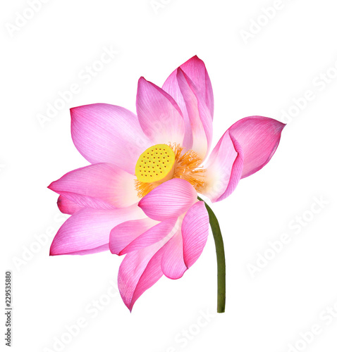 Lotus flower  on white background.
