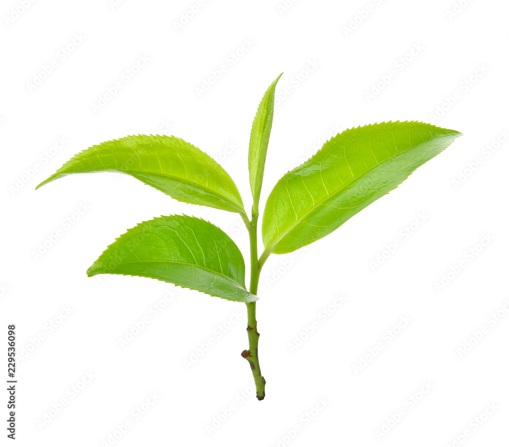 Fototapeta premium Green tea leaf isolated on white background