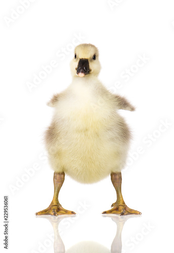 Cute little newborn fluffy gosling. One young goose isolated on a white background. Nice geese big bird.