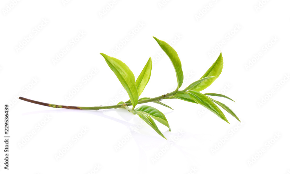 Green tea leaf  isolated on white background