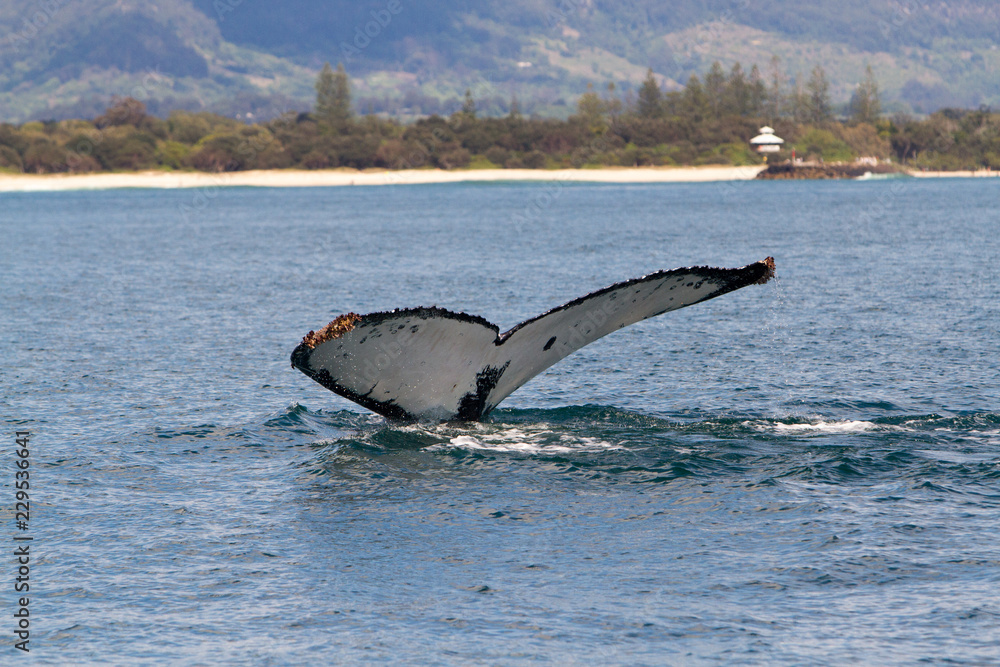 Fototapeta premium Buckelwal