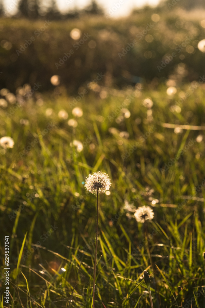 Dandelion