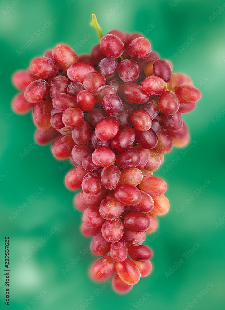 BUNCH OF RED GRAPES BUNCH OF RED GRAPES