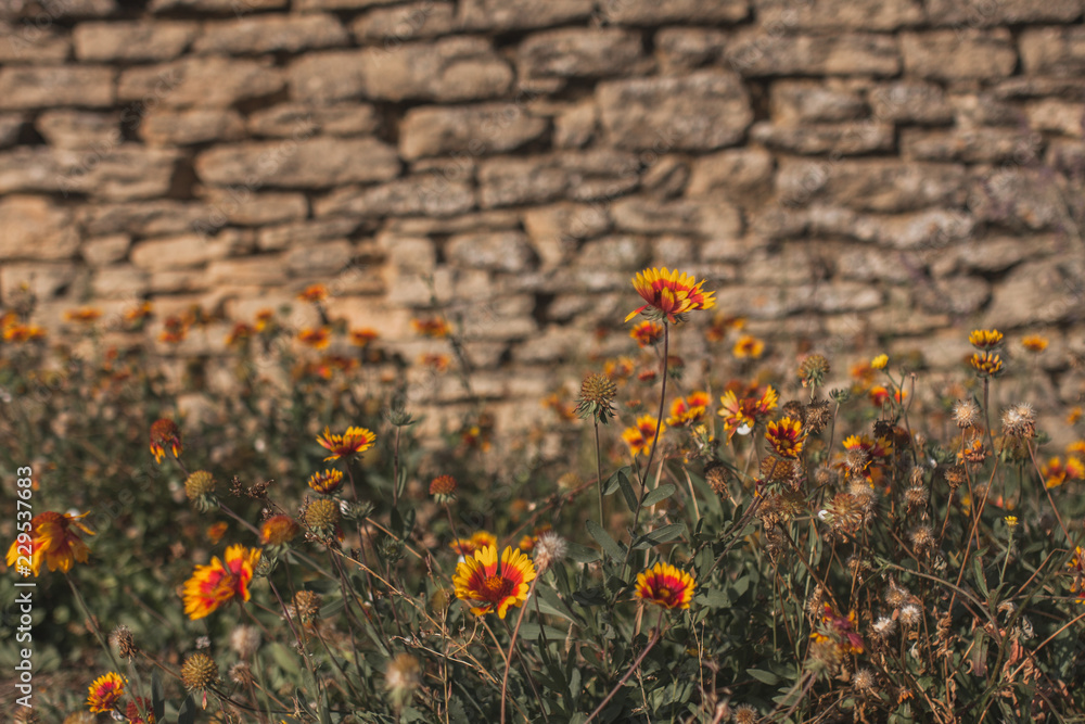 Bright yellow-red flowers on a blurred background of a stone wall