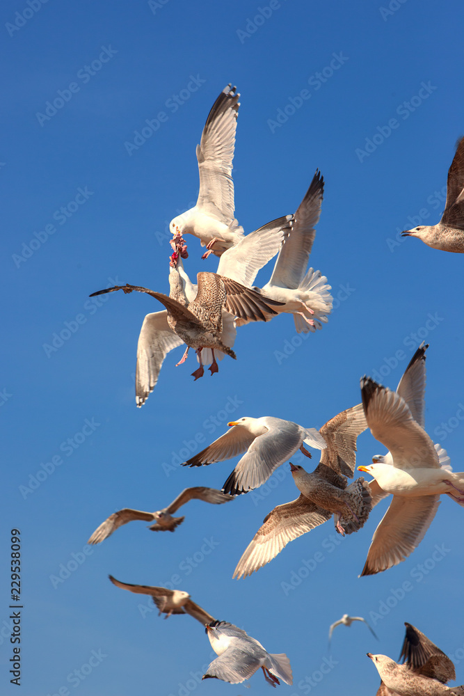 Naklejka premium Herring Gulls having an aerial scrap over bits of fish