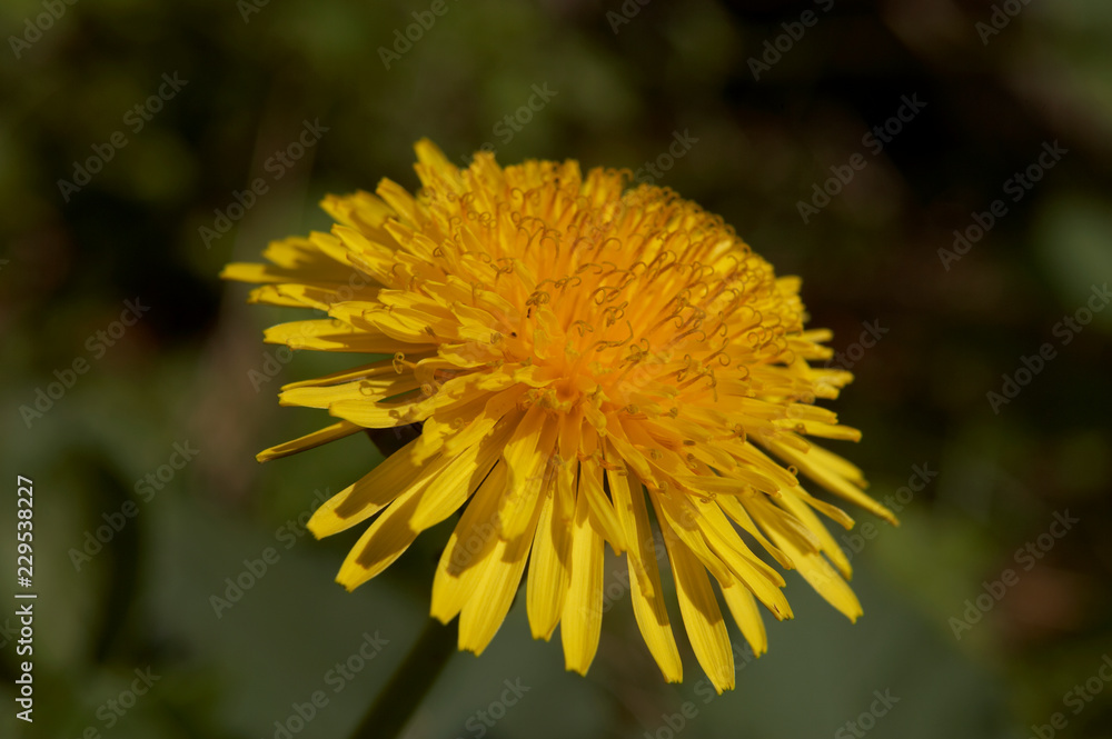 SINGLE YELLOW DANDELION FLOWER GROWING IN GARDEN SINGLE YELLOW DANDELION FLOWER GROWING IN GARDEN