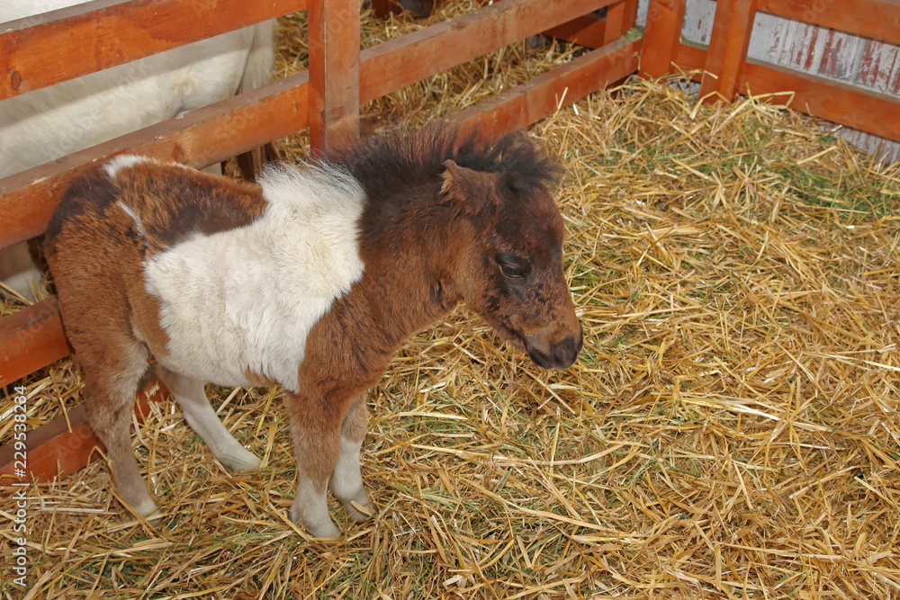 Fototapeta premium Small Pony Horse