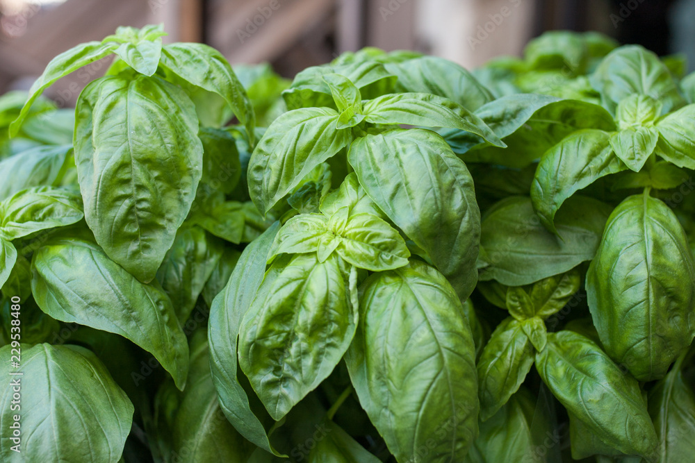Large succulent basil leaves Large succulent basil leaves