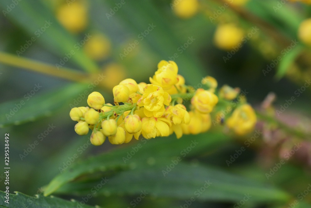 Mahonia fortunei flowers