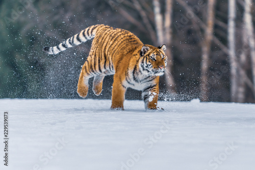 Siberian Tiger in the snow (Panthera tigris) © vaclav