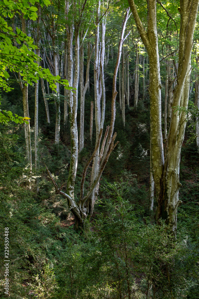 Bosque de la Grevolosa Bosque de la Grevolosa