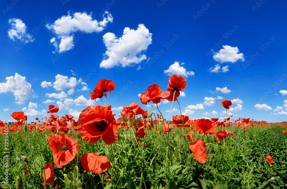 Idyllic view, meadow with red poppies blue sky in the background - obrazy, fototapety, plakaty 