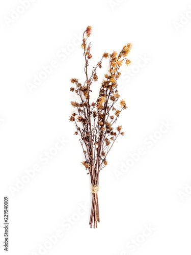 Top view bouquet of dried and wilted brown Gypsophila flowers isolate on white background
