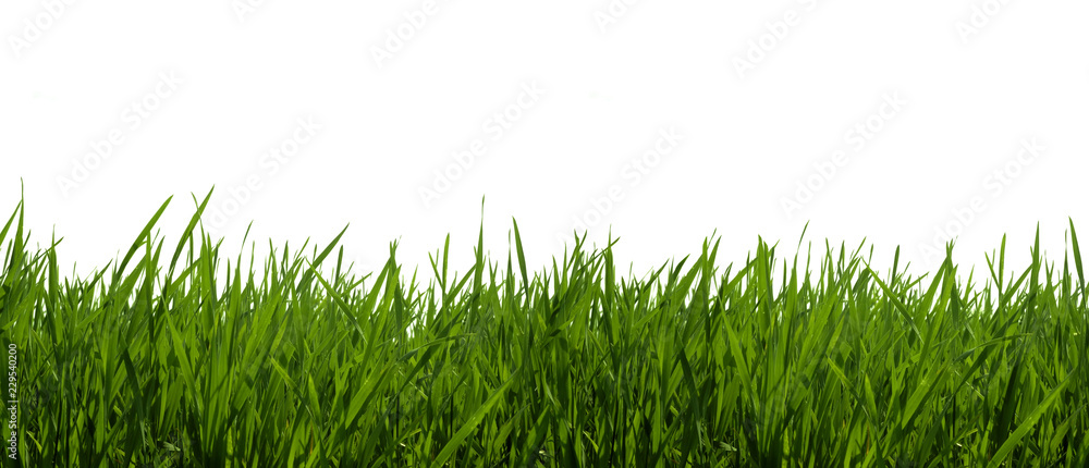 Obraz premium Green grass on a white background