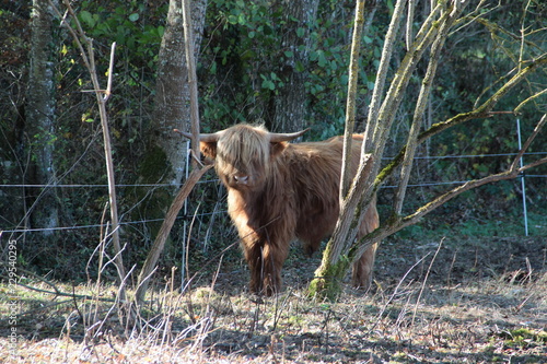 vache highland photo