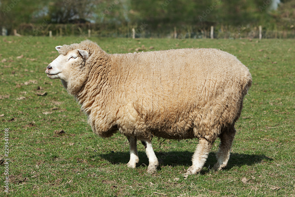 Fototapeta premium Poll Dorset Ewe