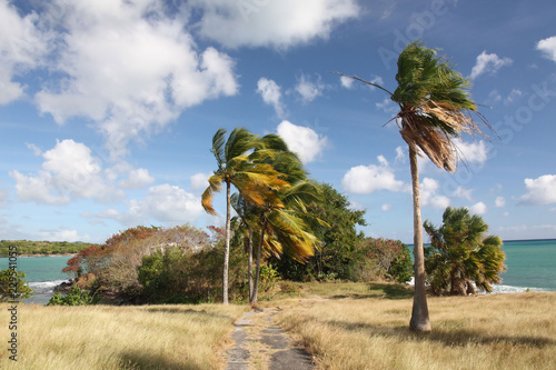 Martinique, bout de la Pointe du Marigot au Diamant photo