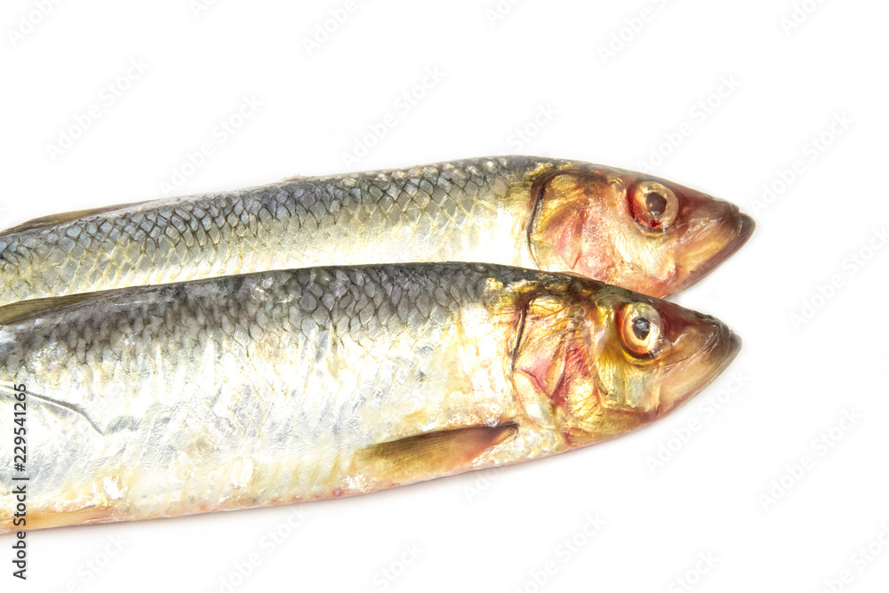 fresh fish isolated on white background fresh fish isolated on white background