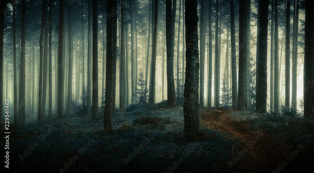 dark forest Stock Photo