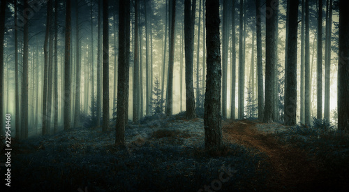 dark forest © Mareks