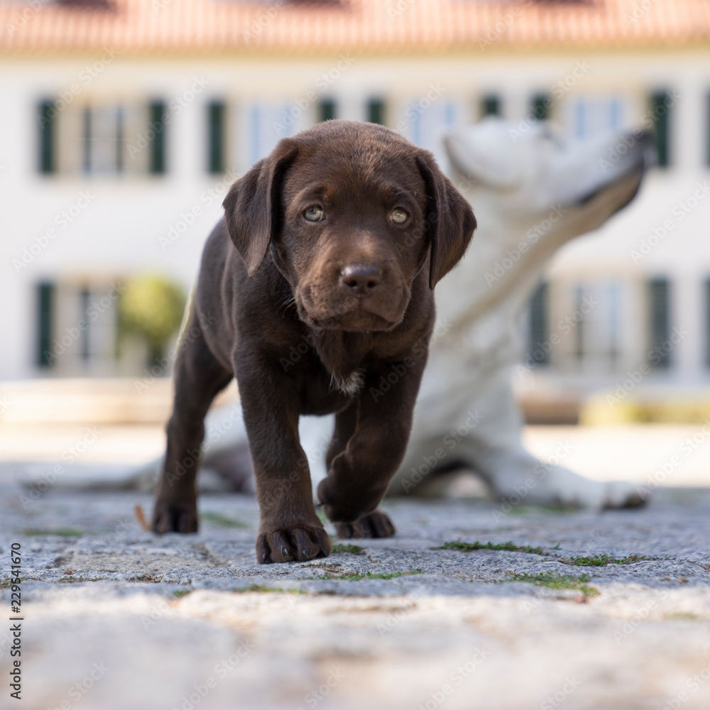 sweet young cute little purebred labrador retriever dog puppy pet Stock  Photo | Adobe Stock