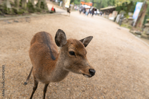Wallpaper Mural curious deer Torontodigital.ca