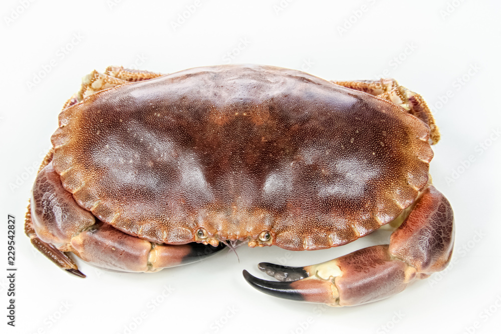 crab isolated on white background crab isolated on white background