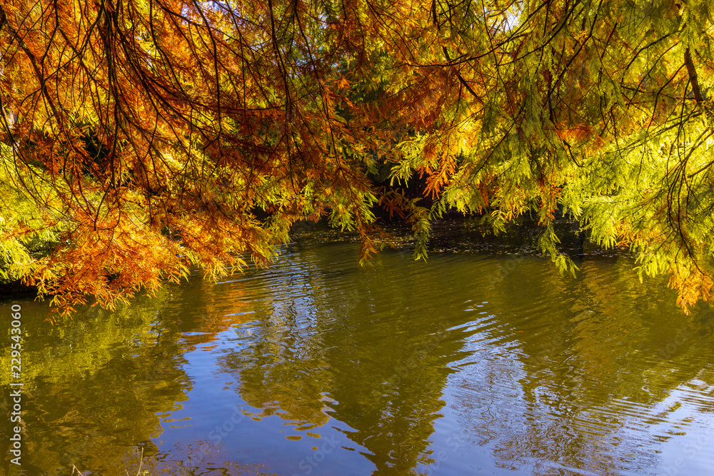 autumn beautiful forest. Autumn landscape autumn beautiful forest. Autumn landscape