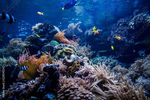 Fototapeta Naklejka Na Ścianę i Meble -  beautiful underwater world