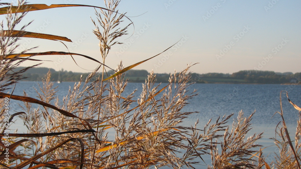 Obraz premium silhouette von pflanzen vor der ostsee und blauen himmel